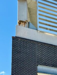 article image - coyote